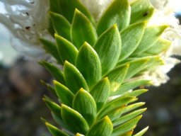 Lachnaea filamentosa young leaves